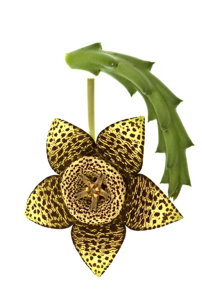 Hvězdice kaktus květ — Stock fotografie