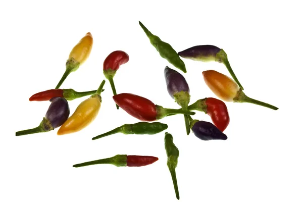 Papryka chili ekologicznej kolorowy — Zdjęcie stockowe