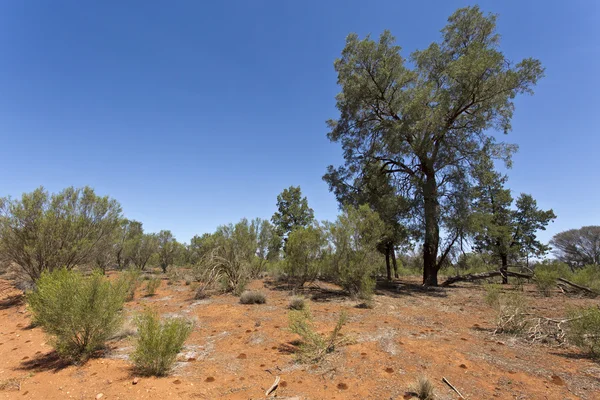 Outback landschap — Stockfoto