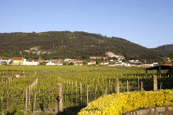 Vinice v regionu minho, Portugalsko — Stock fotografie