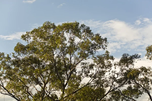 Lange bomen — Stockfoto