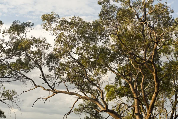 Lange bomen — Stockfoto