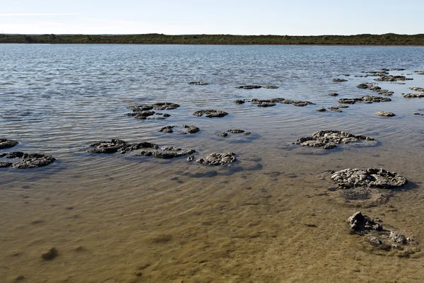 Stromatolites — Stock Photo, Image