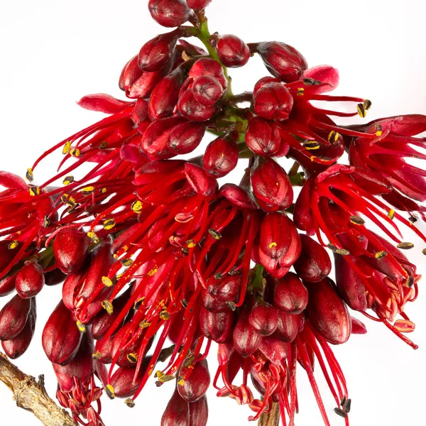 Hluboký Červený Květ Stromu Opilého Papouška Schotia Brachypetala Velký Keř — Stock fotografie