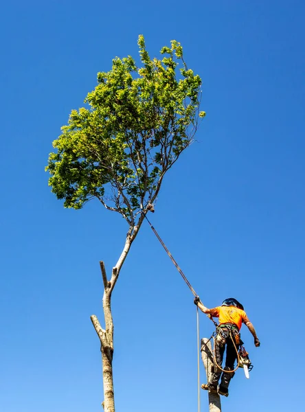 Man Draagt Alle Persoonlijke Beschermingsmiddelen Pbm Een Grote Boom Hakken — Stockfoto