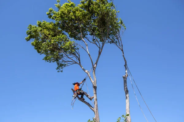 Man Wearing All Personal Protective Equipment Ppe Cutting Big Tree — Stock Photo, Image