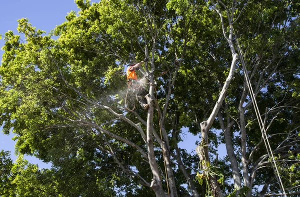 Ekim 2021 Redcliffe Avustralya Büyük Bir Ağacı Kesen Tüm Kişisel Stok Resim