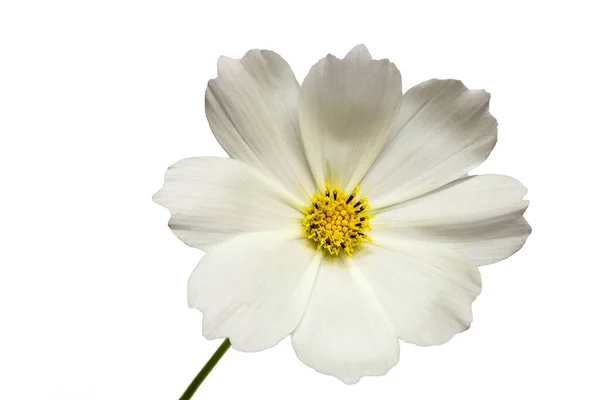 Λευκό Λουλούδι Του Σύμπαντος Cosmos Bipinnatus Απομονωμένο Λευκό Φόντο — Φωτογραφία Αρχείου