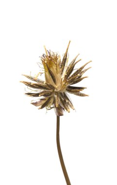 Bir kozmos tohumu (Cosmos bipinnatus) çiçeği, Amerika 'ya özgü. 