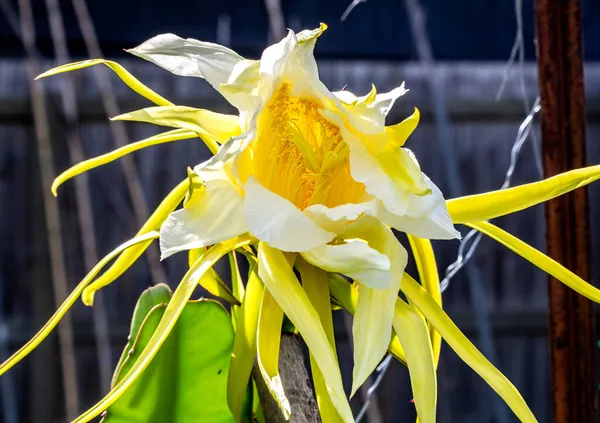 Large Blossom Pitaya Dragon Fruit Hylocereus Costariscensis Blooming Night — Stock Photo, Image