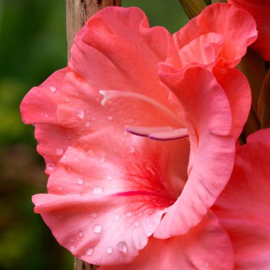 Bir gladyatör (Gladiolus Communis) çiçeğinin yakından çekilmiş görüntüsü, taç yaprağını, iplikçikli mastırı ve pulçuğu stil ve stigma ile gösterir.