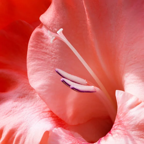 Citra Tertutup Dari Bunga Gladiolus Gladiolus Communis Yang Menunjukkan Kelopak — Stok Foto