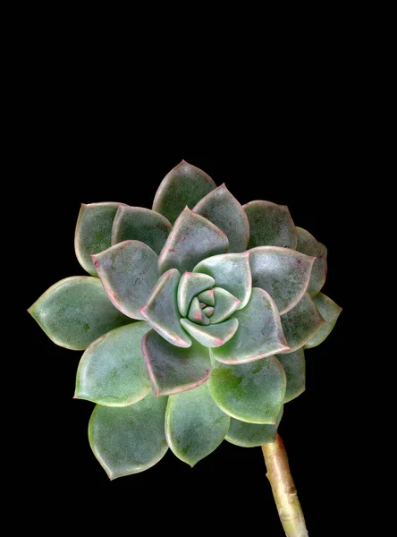 Makroobjektiv Šťavnaté Kaktusové Rostliny Echeveria Čeledi Crassulaceae Tvaru Růže — Stock fotografie