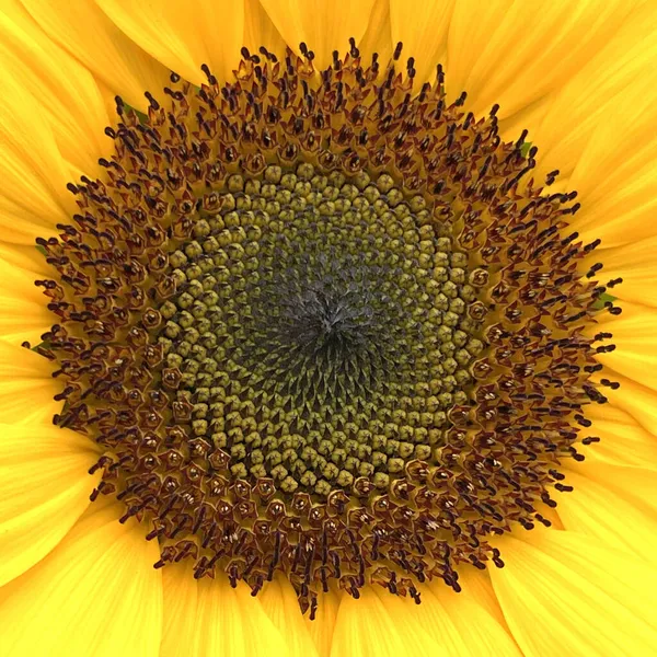 Sunflower Center Head Disc Made Individual Disc Florets — Stock Photo, Image