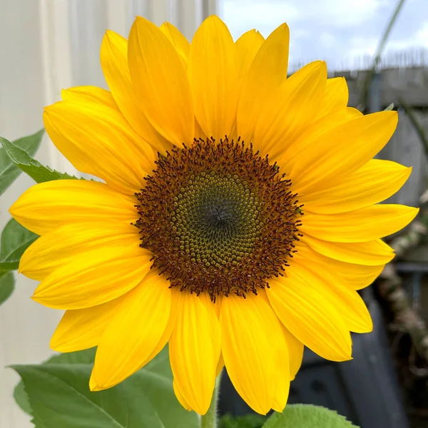Sunflower Bloom Its Center Head Disc Made Individual Disc Florets — Stock Photo, Image