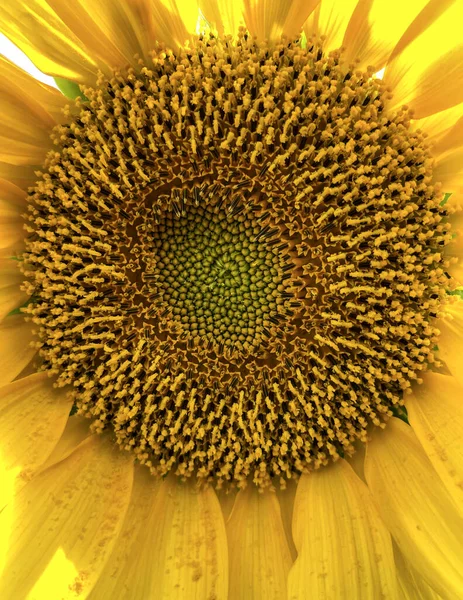 Sunflower Center Head Disc Made Individual Disc Florets — Stock Photo, Image