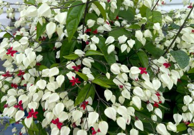 Kanayan kalp sarmaşık çiçeği, Clerodendrum thomsoniae, Kamerun 'dan Senegal' e kadar tropikal batı Afrika 'da yaşayan bir liana türüdür..