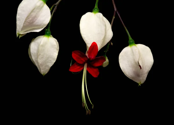 Ματωμένο Λουλούδι Της Καρδιάς Clerodendrum Thomsoniae Είναι Μια Αειθαλής Λιάνα — Φωτογραφία Αρχείου