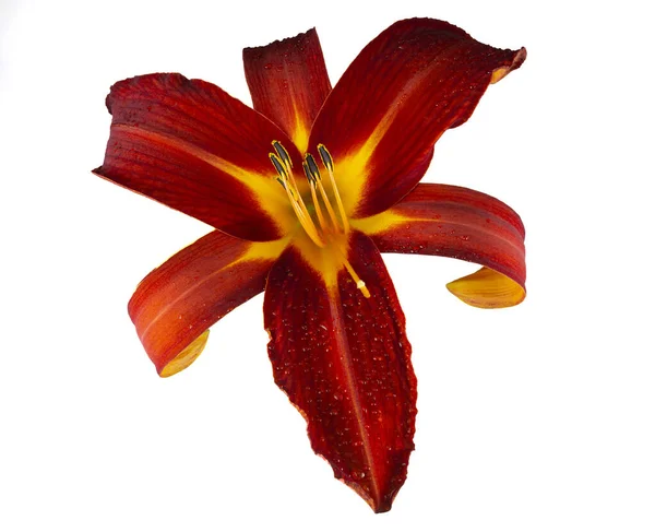 Εικόνα Από Ένα Λουλούδι Ruby Spider Daylily Hemerocallis Απομονωμένο Λευκό — Φωτογραφία Αρχείου