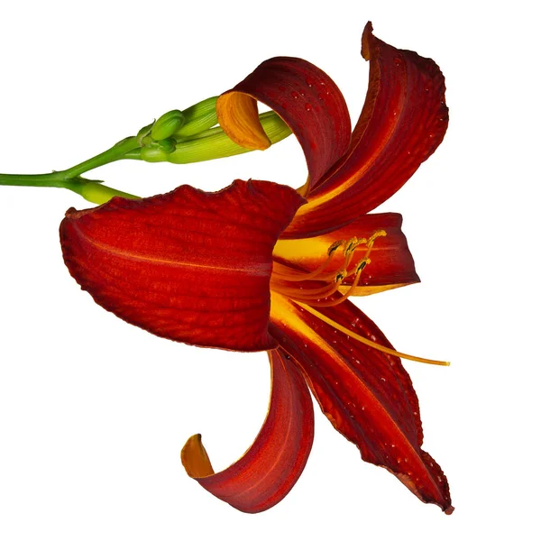 Εικόνα Από Ένα Λουλούδι Ruby Spider Daylily Hemerocallis Απομονωμένο Λευκό — Φωτογραφία Αρχείου