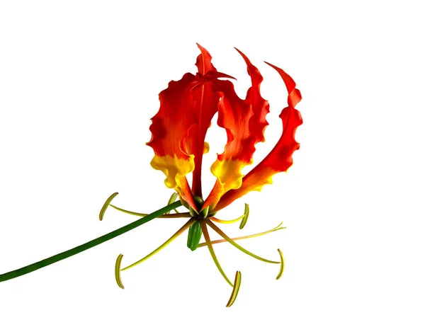 Άποψη Ενός Λουλουδιού Glory Κρίνου Gloriosa Superba Ένα Πολυετές Δηλητηριώδες — Φωτογραφία Αρχείου