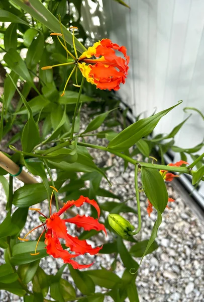 Vista Uma Flor Lírio Glória Gloriosa Superba Uma Erva Venenosa — Fotografia de Stock