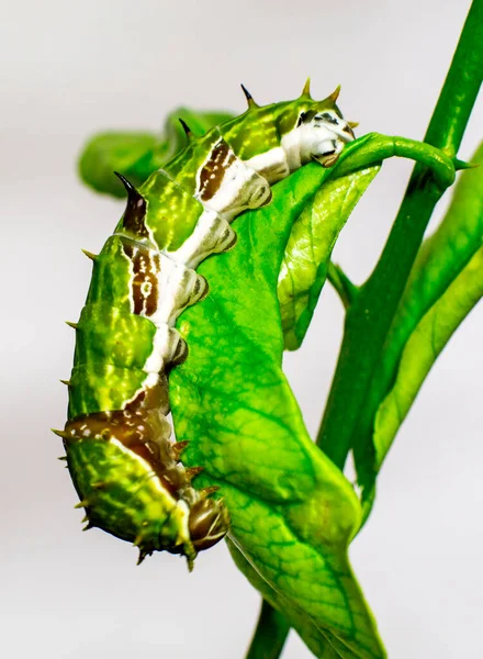 Vista Lateral Caterpillar Swallowtail Orchard Lemon Tree Leaf Com Corpo — Fotografia de Stock