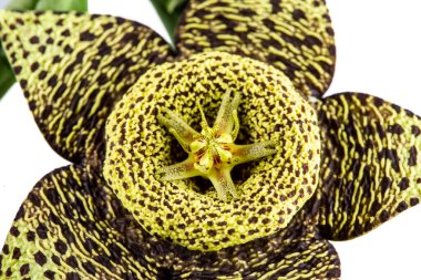 Deniz yıldızı kaktüsü, Stapelia grandiflora, hoş olmayan bir koku yayan beş yapraklı çiçekli sulu bir bitkidir. Çiçekler kırmızıdan kahverengiye ve birkaç renkle işaretlenebilir..
