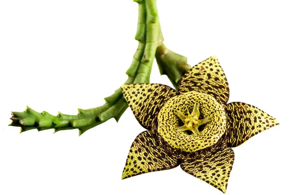 Starfish Cactus Stapelia Grandiflora Succulent Plant Five Petaled Flowers Exude — Foto de Stock