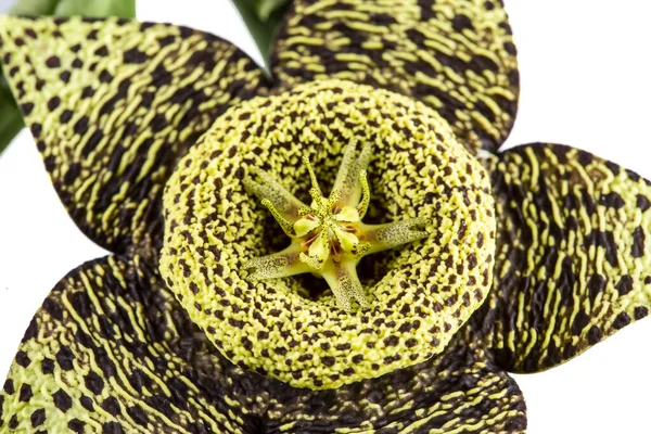 Kaktus Hvězdice Stapelia Grandiflora Šťavnatá Rostlina Pěti Okvětními Lístky Které — Stock fotografie