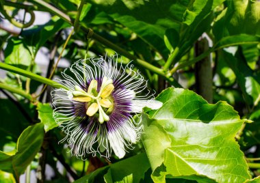 Çarkıfelek meyveleri (passiflora edulis) ve sarmaşıkta