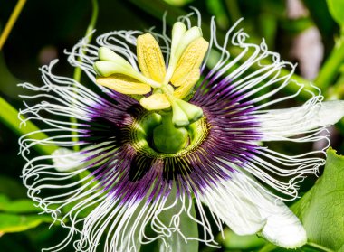 Tutku meyvesi çiçeği (passiflora edulis) ve sarmaşıkta
