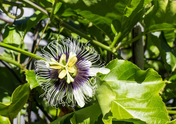 Passion Fruit Flowers Passiflora Edulis Vine —  Fotos de Stock