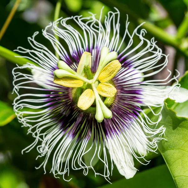 Tutku meyvesi çiçeği (passiflora edulis) ve sarmaşıkta