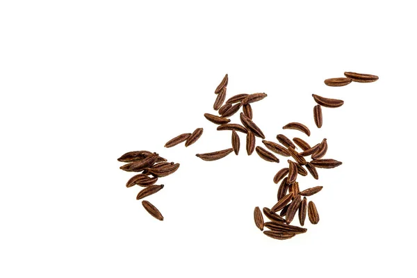 Caraway Seeds Dried Fruit Caraway Plant Carum Carvi Biennial Plant — Stockfoto