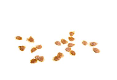 Domates, Güney Amerika, Meksika ve Orta Amerika kökenli Solanum lycopersicum adlı domates bitkisinin yenilebilir meyvesidir.. 