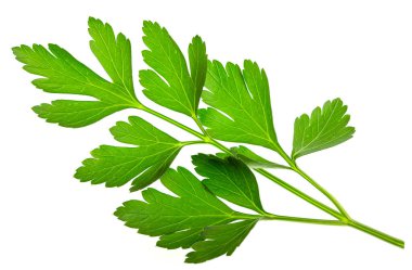 Taze yeşil İtalyan maydanozu beyaz arka planda izole edilmiş. 