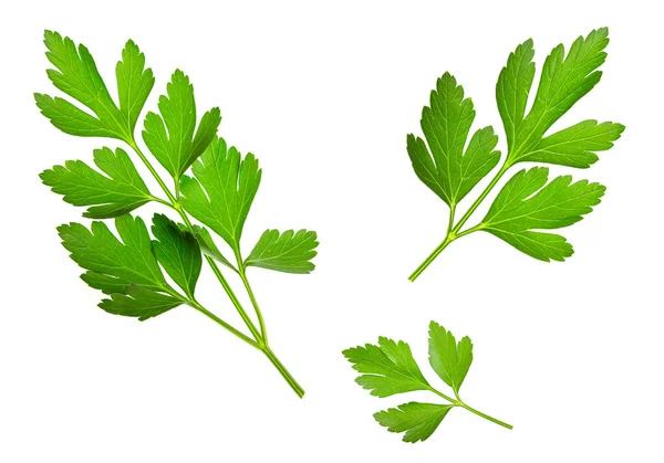 Fresh Green Italian Parsley Isolated White Background — Stock Photo, Image