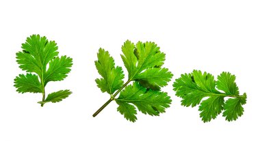 Taze yeşil kişniş yaprağı, Coriandrum sativum, beyaz arka planda izole edilmiş. 