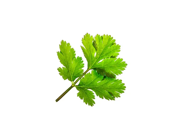 Frisches Grünes Koriander Blatt Coriandrum Sativum Isoliert Auf Weißem Hintergrund — Stockfoto