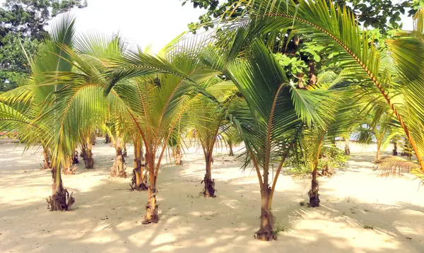Palm trees. — Stock Photo, Image