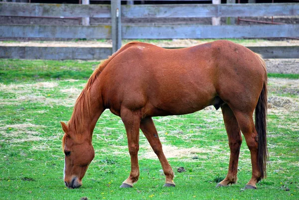 Kůň. — Stock fotografie