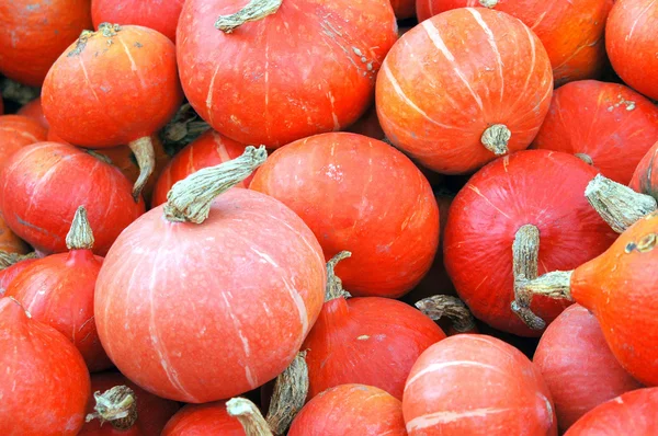 Colorful squash. — Stock Photo, Image