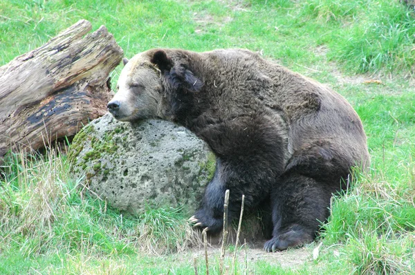 Bär schläft. — Stockfoto