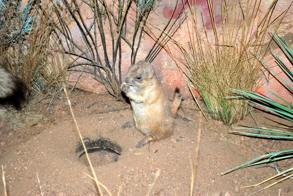 Porco-terrestre — Fotografia de Stock