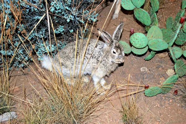 Rabbit in nature. — Stock Photo, Image
