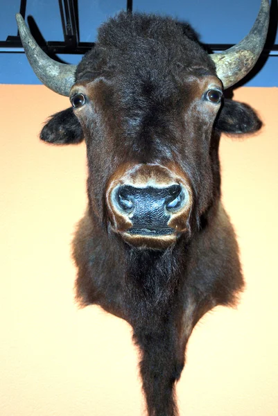 Bison mounted. — Stock Photo, Image