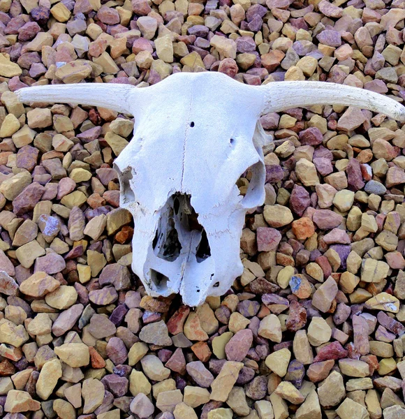 Cráneo de vacas . —  Fotos de Stock