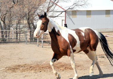 caballo en Rancho.