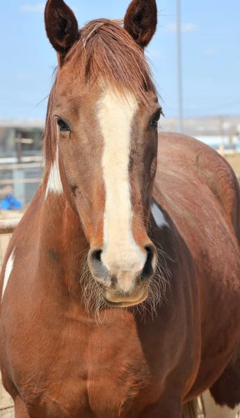 Paard op ranch. — Stockfoto